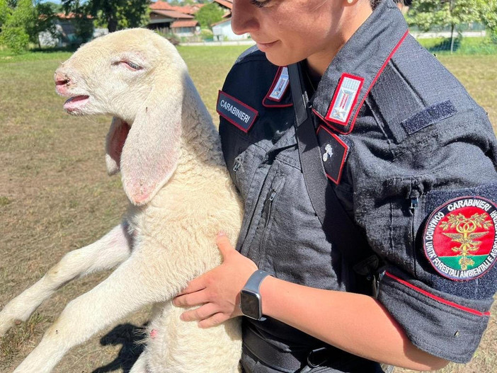 Macellazione abusiva in Valle Elvo, denunciato un 53enne dai Carabinieri Forestali Macellazione abusiva in Valle Elvo, denunciato un 53enne dai Carabinieri Forestali