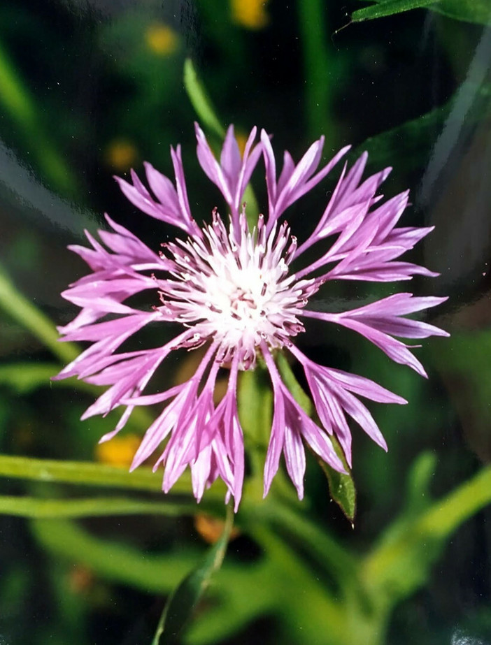Centaurea napifolia L., 1753. Nome italiano: Fiordaliso romano. Nome sardo: Pani de àinu, Pani de molenti, Panecuccu o Panicuccu, Español: Ramona. (Fotografia di Ninni Carreras “Fiori di Gallura”, Archivio Biblioteca Comunale G.M. Dettori – Tempio Pausania).