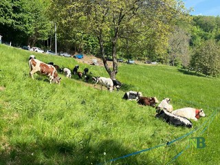 Valdilana, Fiera Zootecnica della Brughiera: oggi l’evento “Tradizioni d’allevamento” FOTO e VIDEO di Massimo Giacobbe per newsbiella.it