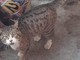 Appello per Freddy: il gatto è stato smarrito a Occhieppo Inferiore