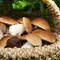 Dal Nord Ovest - In cerca di funghi di notte nei boschi, sanzionati due giovani (foto di repertorio)