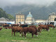 A Oropa la Fiera di San Bartolomeo, due giorni di tradizioni e cultura alpina (foto e video di Massimo Giacobbe in esclusiva per Newsbiella.it) A Oropa la Fiera di San Bartolomeo, due giorni di tradizioni e cultura alpina (foto e video di Massimo Giacobbe in esclusiva per Newsbiella.it)