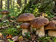 Andar per funghi nei boschi dell’Oasi Zegna