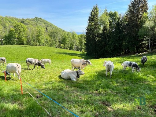 Valdilana, Fiera Zootecnica della Brughiera: oggi l’evento “Tradizioni d’allevamento” FOTO e VIDEO di Massimo Giacobbe per newsbiella.it