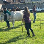 Pasquetta a Ponderano: la Fiera Zootecnica torna protagonista tra tradizione, animali e stand (servizio di Massimo Giacobbe) Pasquetta a Ponderano: la Fiera Zootecnica torna protagonista tra tradizione, animali e stand (servizio di Massimo Giacobbe)