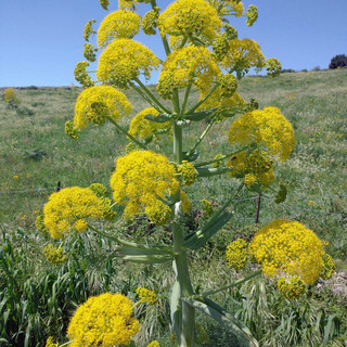 “Amistade”, poesia di Nicola Loi: canto antico della fraternità nella lingua dei padri