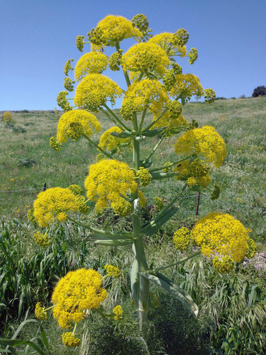 “Amistade”, poesia di Nicola Loi: canto antico della fraternità nella lingua dei padri