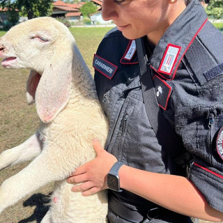 Macellazione abusiva in Valle Elvo, denunciato un 53enne dai Carabinieri Forestali