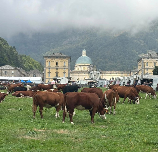 A Oropa la Fiera di San Bartolomeo, due giorni di tradizioni e cultura alpina (foto e video di Massimo Giacobbe in esclusiva per Newsbiella.it) A Oropa la Fiera di San Bartolomeo, due giorni di tradizioni e cultura alpina (foto e video di Massimo Giacobbe in esclusiva per Newsbiella.it)