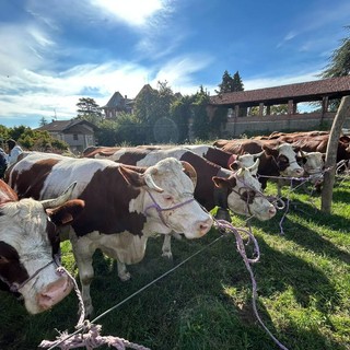 Sordevolo celebra la tradizione con la Fiera Autunnale tra bestiame, mezzi agricoli e sapori locali FOTO