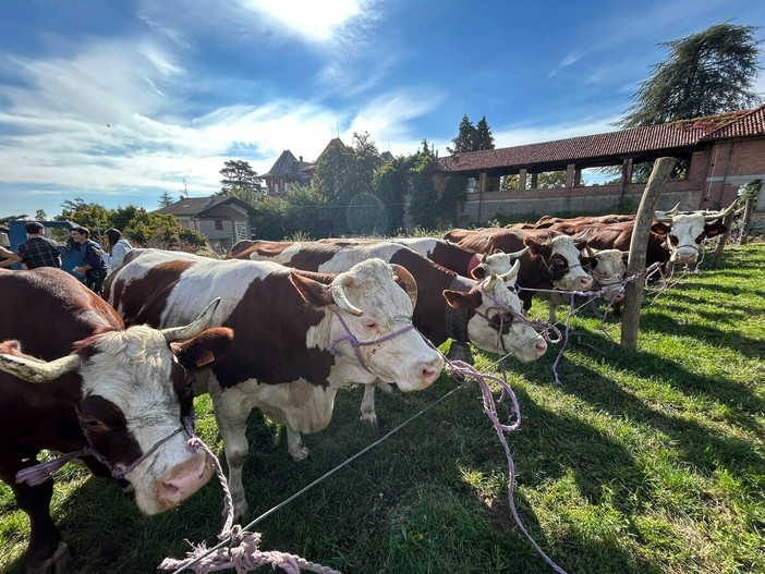 Sordevolo celebra la tradizione con la Fiera Autunnale tra bestiame, mezzi agricoli e sapori locali FOTO Sordevolo celebra la tradizione con la Fiera Autunnale tra bestiame, mezzi agricoli e sapori locali FOTO