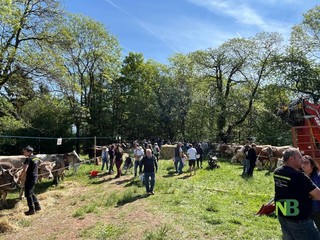 Valdilana, Fiera Zootecnica della Brughiera: oggi l’evento “Tradizioni d’allevamento” FOTO e VIDEO di Massimo Giacobbe per newsbiella.it