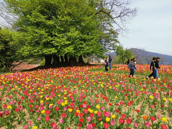 Pettinengo, apre il "Giardino della Giò": tre visite fra i tulipani in fiore Pettinengo, apre il "Giardino della Giò": tre visite fra i tulipani in fiore