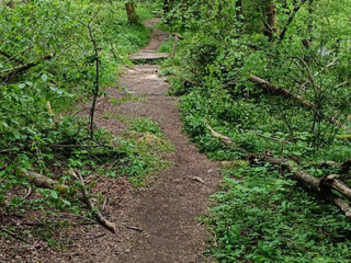 Gorgomoro, sentiero di nuovo accessibile dopo l’intervento dei volontari AIB Biella Orso FOTO AIB Biella Orso