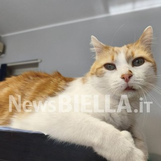 Giornata Internazionale del Gatto: l’8 agosto dedicato alla tutela dei felini e alla lotta contro l’abbandono