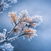 Gelo artico sul Piemonte: Camerana (CN) tocca i -13,7°C, la "Siberia" d'Italia