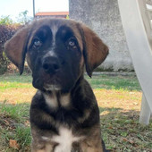 Ginger cerca casa: è l'ultima cucciola rimasta senza adozione