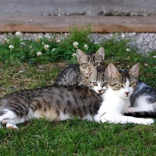 Colonie feline, accordo tra Lessona e l’associazione A.S.P.A. Animali Solo Per Amore ODV