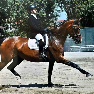 Equitazione, prima posizione al debutto per il cavaliere biellese Christian Grasso Equitazione, prima posizione al debutto per il cavaliere biellese Christian Grasso
