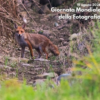 Giornata Mondiale della Fotografia: le buone pratiche per fotografare la natura
