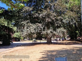 Biella, Lega: "Più controlli ai Giardini Zumaglini con la vigilanza rafforzata" Biella, Lega: "Più controlli ai Giardini Zumaglini con la vigilanza rafforzata"