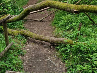 Gorgomoro, sentiero di nuovo accessibile dopo l’intervento dei volontari AIB Biella Orso FOTO AIB Biella Orso