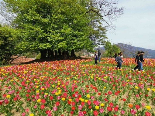 Il ricordo di Giovanna Fontana fiorisce a Pettinengo e conquista il Premio +bellezza in Valle Il ricordo di Giovanna Fontana fiorisce a Pettinengo e conquista il Premio +bellezza in Valle