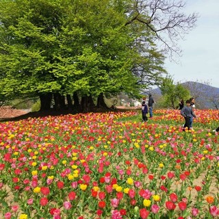 Pettinengo, apre il "Giardino della Giò": tre visite fra i tulipani in fiore
