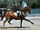 Equitazione, prima posizione al debutto per il cavaliere biellese Christian Grasso