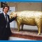 Biella, i 50 montoni d'oro della mostra "Sul filo della lana" messi all'asta per beneficenza. Nella foto di Roberto Marchisotti Massimo Giletti con un montone d'oro al Museo del Territorio Biella, i 50 montoni d'oro della mostra "Sul filo della lana" messi all'asta per beneficenza. Nella foto di Roberto Marchisotti Massimo Giletti con un montone d'oro al Museo del Territorio