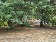Biella, Giardini Vittorio Emanuele II poco sicuri per caduta rami, scatta la chiusura Biella, Giardini Vittorio Emanuele II poco sicuri per caduta rami, scatta la chiusura