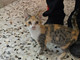 Trovata una gattina tra Valdengo e Ronco Biellese, a chi appartiene?