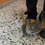 Trovata una gattina tra Valdengo e Ronco Biellese, a chi appartiene?