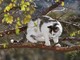 Valdilana: gattino bloccato su di un albero, i Vigili del Fuoco lo portano in salvo, foto di archivio
