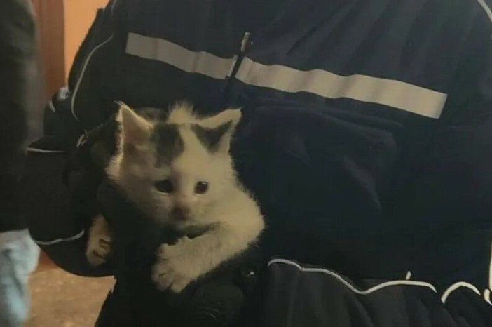 gattina agenti gattina agenti