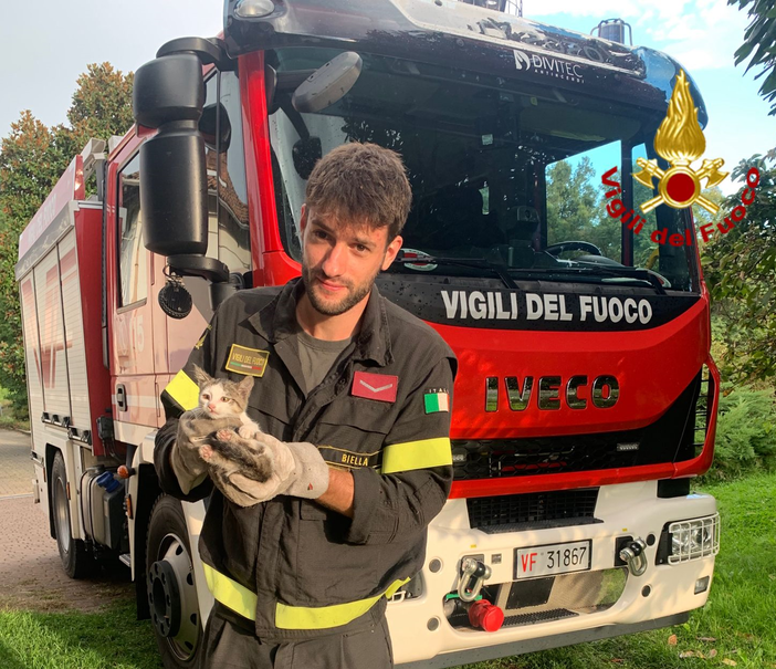 salussola gatto salussola gatto