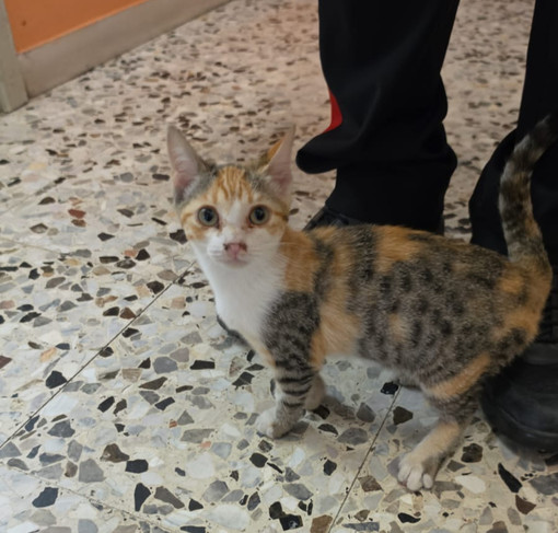 Trovata una gattina tra Valdengo e Ronco Biellese, a chi appartiene?