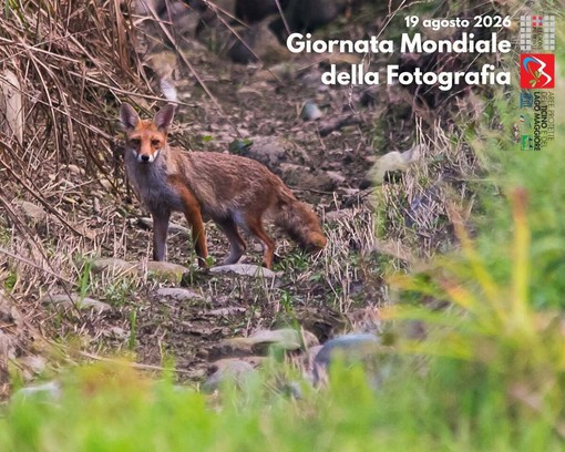 Giornata Mondiale della Fotografia: le buone pratiche per fotografare la natura