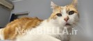 Giornata Internazionale del Gatto: l’8 agosto dedicato alla tutela dei felini e alla lotta contro l’abbandono