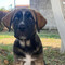 Ginger cerca casa: è l'ultima cucciola rimasta senza adozione Ginger cerca casa: è l'ultima cucciola rimasta senza adozione