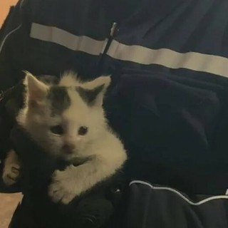 gattina agenti gattina agenti