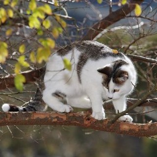 Valdilana: gattino bloccato su di un albero, i Vigili del Fuoco lo portano in salvo, foto di archivio