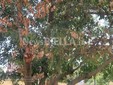 Biella, Giardini Vittorio Emanuele II poco sicuri per caduta rami, scatta la chiusura Biella, Giardini Vittorio Emanuele II poco sicuri per caduta rami, scatta la chiusura