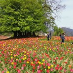Pettinengo, apre il "Giardino della Giò": tre visite fra i tulipani in fiore