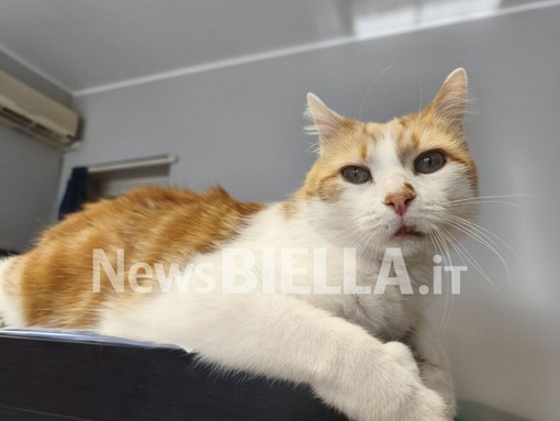 Giornata Internazionale del Gatto: l’8 agosto dedicato alla tutela dei felini e alla lotta contro l’abbandono Giornata Internazionale del Gatto: l’8 agosto dedicato alla tutela dei felini e alla lotta contro l’abbandono