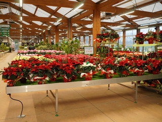 Il Natale prende forma da Gardenville Il Natale prende forma da Gardenville