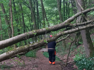 Gorgomoro, sentiero di nuovo accessibile dopo l’intervento dei volontari AIB Biella Orso FOTO AIB Biella Orso