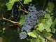 regione vigneti regione vigneti