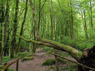 Gorgomoro, sentiero di nuovo accessibile dopo l’intervento dei volontari AIB Biella Orso FOTO AIB Biella Orso