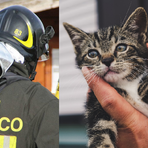 Bloccato da 2 giorni su una pensilina, gattino salvato a Biella (foto di repertorio)